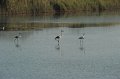 21.10.2012 Saline di Priolo (103)